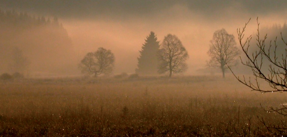 paysage, arbres, brouillard