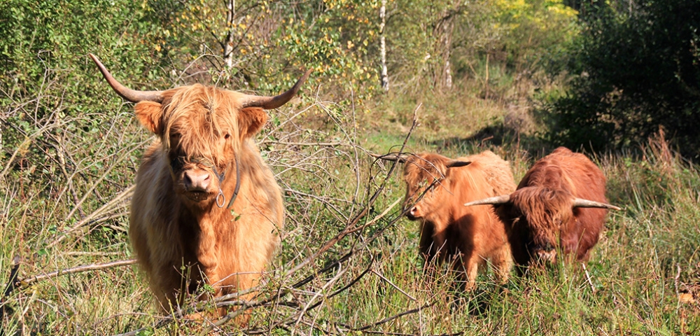 koeien, Highlands, Galloways