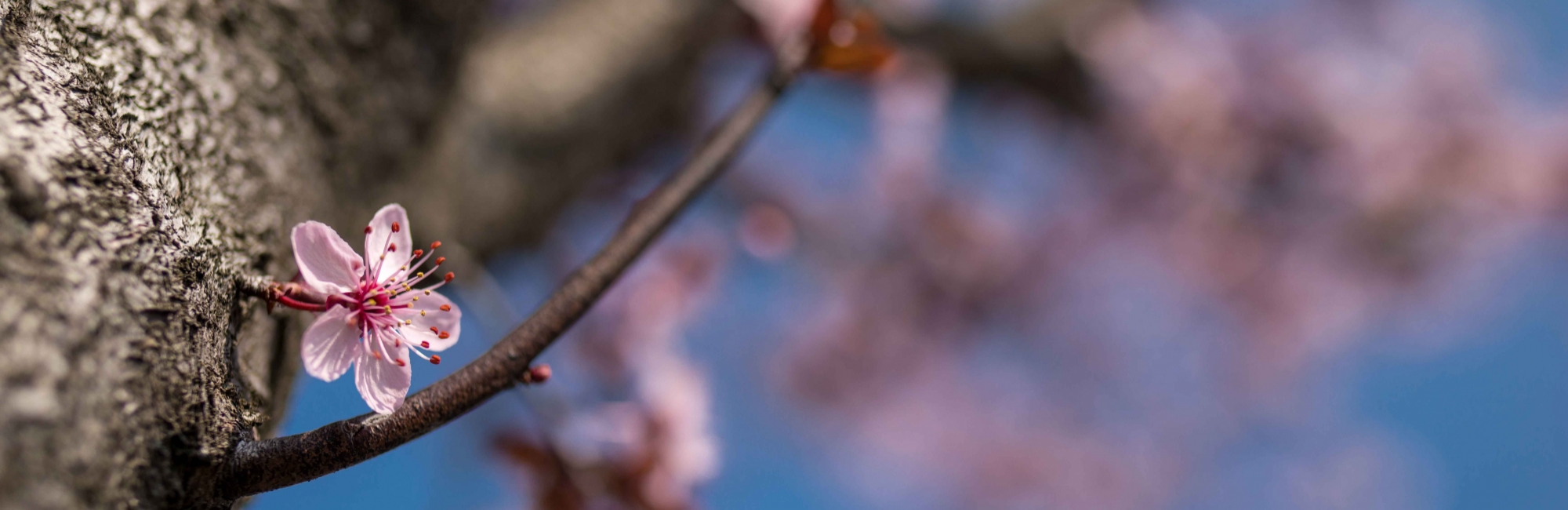 Les plus belles floraisons de Belgique