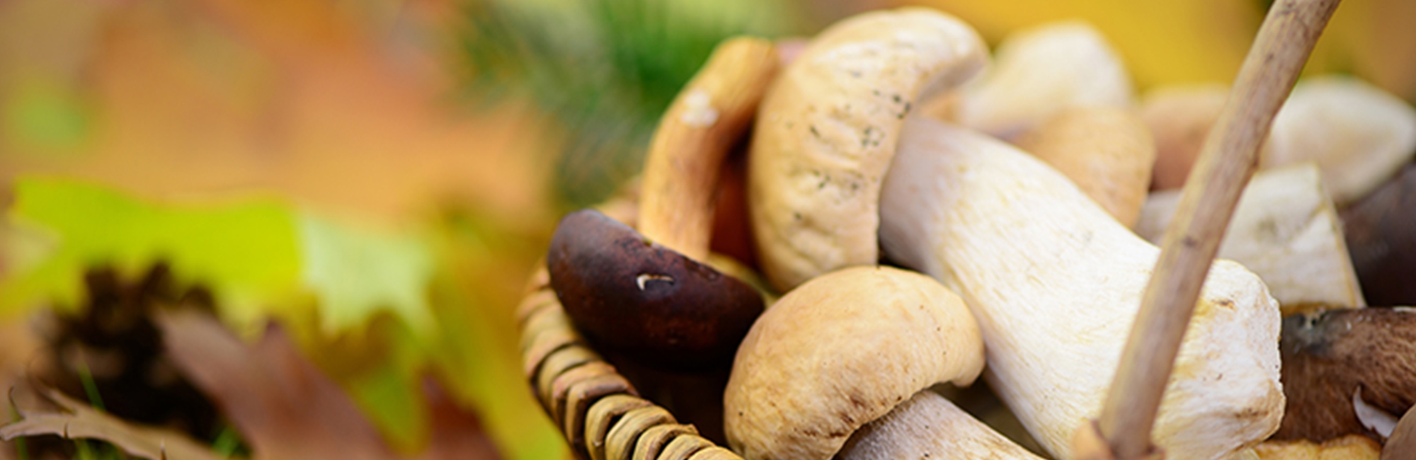 Les champignons : trésors gourmands de nos prairies, de nos cultures et de nos bois